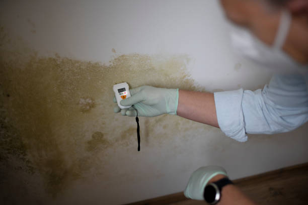 Best Residential Mold Removal  in West Freehold, NJ