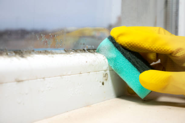 Best Local Mold Removal Service  in West Freehold, NJ