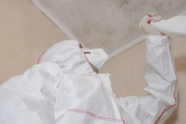 Best Mold Damage Repair  in West Freehold, NJ