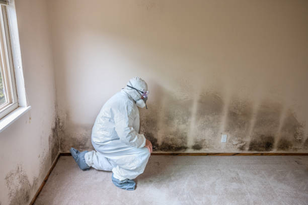 Best Residential Mold Removal  in West Freehold, NJ
