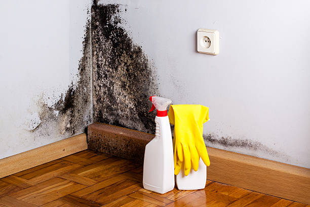 Mold Removal Process in West Freehold, NJ