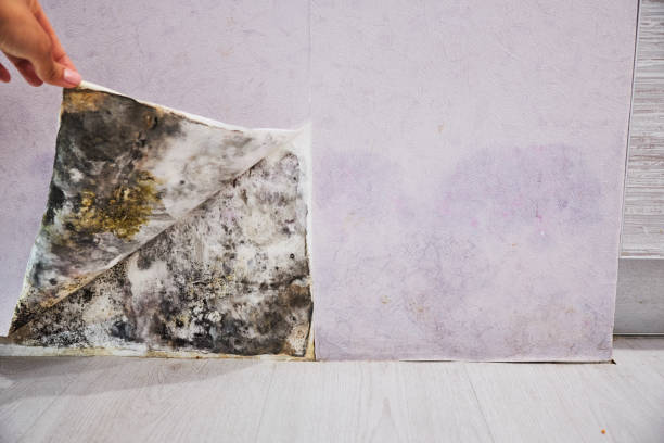 Best Mold Removal Near Me  in West Freehold, NJ
